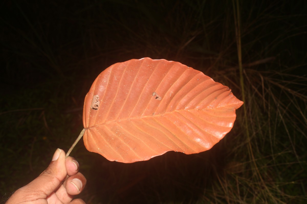 Dipterocarpus zeylanicus Thwaites